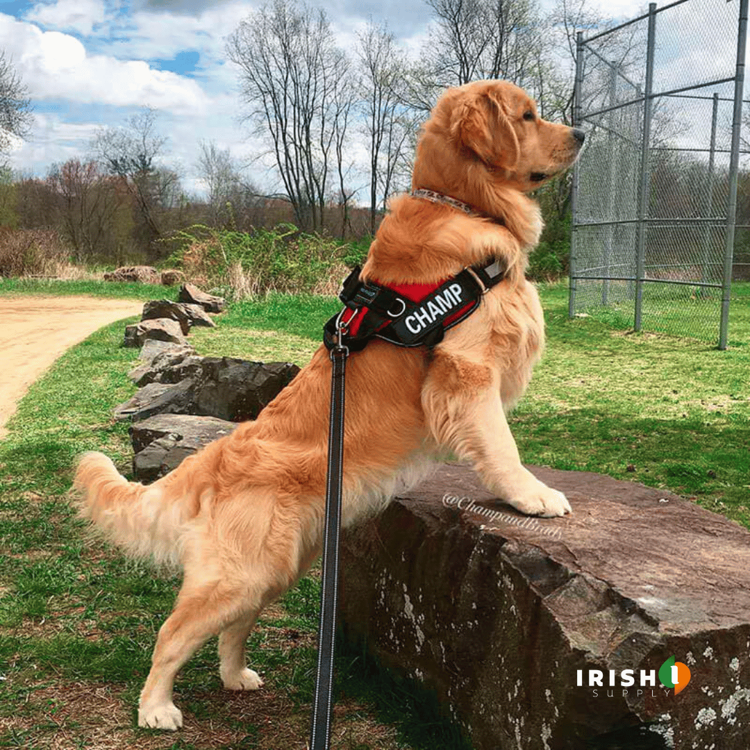 SafeWalk Personalized Anti Choke Dog Harness