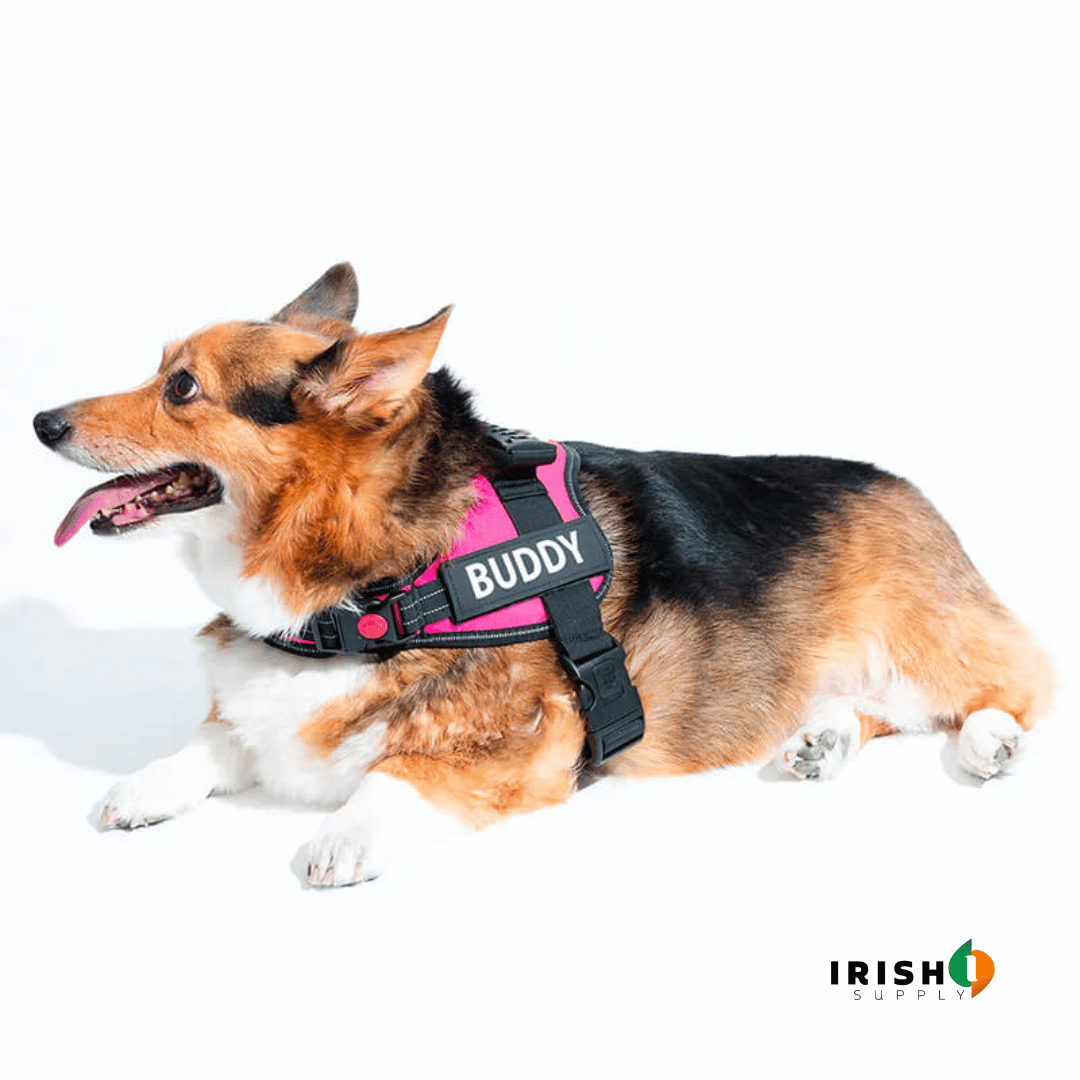 SafeWalk™ Personalized Anti-Choke Dog Harness