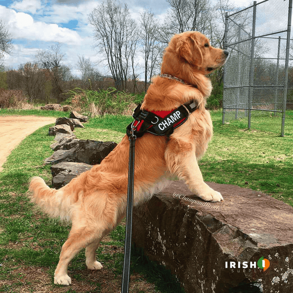 Custom dog leashes discount