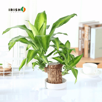 FORTUNELEAF Brazilian Wooden Hydroponic Tree