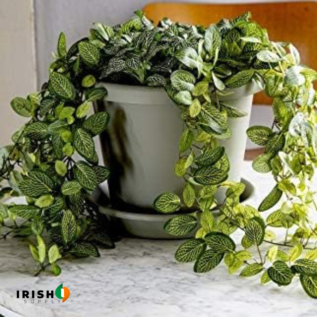 Irish Supply, PLANTERPLATE Classic Plant Saucer for Pots